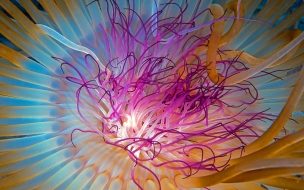 Fondo de pantalla de Jellyfish 2560x1440 4k 5k wallpaper hd indian ocean georgia atlanta