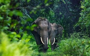 Fondo de pantalla de Elephant 2560x1440 cute animals jungle 4k