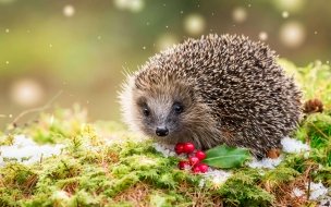 Fondo de pantalla de Hedgehog 2560x1440 snow winter 5k
