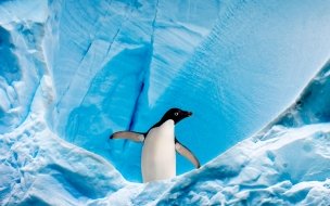 Fondo de pantalla de Penguin 2560x1440 glacier ice winter 4k