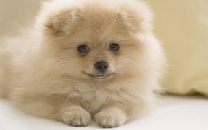 Fondo de pantalla de Fondo de pantalla perro acostado