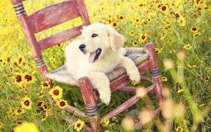 Fondo de pantalla de Fondo de pantalla perro acostado en una silla