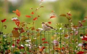 Fondo de pantalla de pajarito en jardin