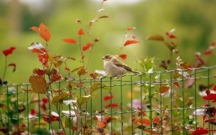 Fondo de pantalla de pajarito en jardin