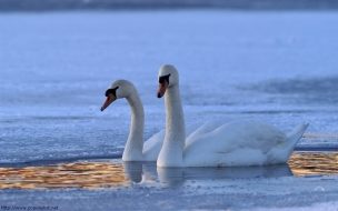 Fondo de pantalla de cisnes en el lago