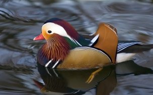 Fondo de pantalla de patito de colores en el lago