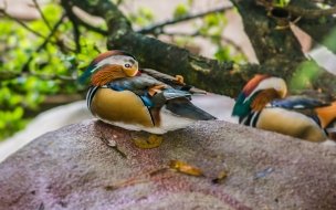 Fondo de pantalla de patos de colores
