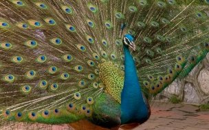 Fondo de pantalla de pavo real hermoso