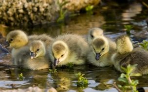 Fondo de pantalla de patitos tomando agua