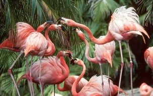 Fondo de pantalla de flamencos