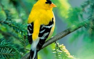 Fondo de pantalla de Fondo de pantalla pajarito amarillo