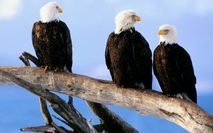 Fondo de pantalla de Aguilas calva en tronco