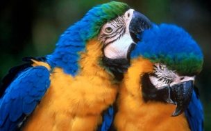 Fondo de pantalla de Fondo de pantalla loros dansose cariño