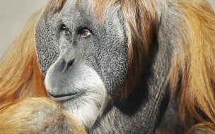 Fondo de pantalla de orangutan