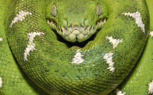 Fondo de pantalla de culebra verde enrollada