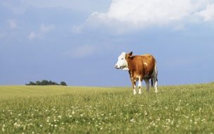 Fondo de pantalla de vaca en campo