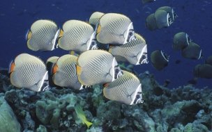 Fondo de pantalla de peces rayados
