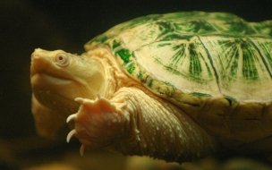 Fondo de pantalla de tortuga nadando