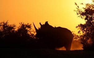 Fondo de pantalla de perfil de rinoceronte