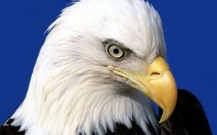 Fondo de pantalla de Fondo de pantalla de mirada de aguila