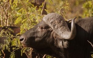 Fondo de pantalla de bufalo hambriento