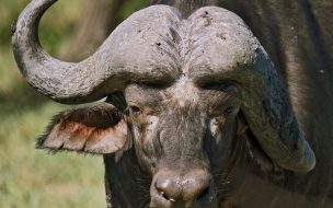 Fondo de pantalla de cabeza de bufalo