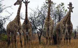 Fondo de pantalla de jirafas posando