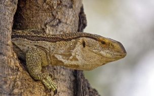 Fondo de pantalla de dragon de comodo saliendo de una cueva