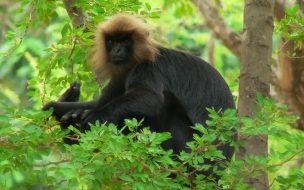 Fondo de pantalla de monito comiendo