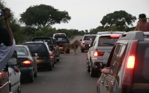 Fondo de pantalla de leon en la carretera