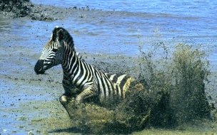Fondo de pantalla de Zebra corriendo