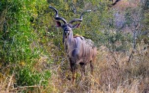 Fondo de pantalla de animal extraño con cachos