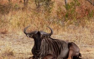 Fondo de pantalla de Ñul cansado