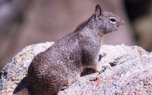 Fondo de pantalla de ardilla posando