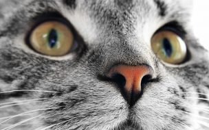 Fondo de pantalla de Fondo de pantalla cara de gato