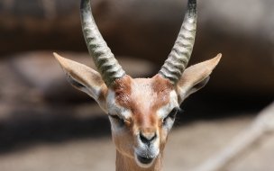 Fondo de pantalla de Antilope bebe