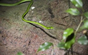 Fondo de pantalla de serpiente verde