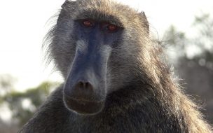 Fondo de pantalla de mandril mirando