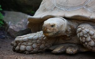 Fondo de pantalla de tortuga mirando
