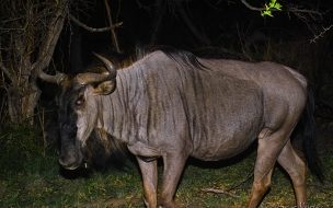 Fondo de pantalla de Ñu caminando