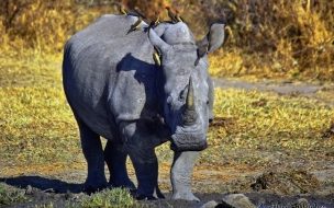 Fondo de pantalla de rinoceronte cansado