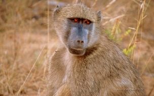 Fondo de pantalla de mono triste