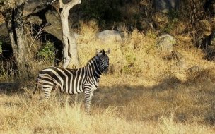 Fondo de pantalla de zebra asustada
