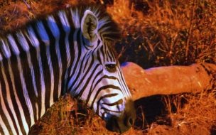 Fondo de pantalla de pintura de cabeza de zebra