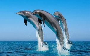 Fondo de pantalla de delfines