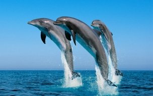 Fondo de pantalla de delfines