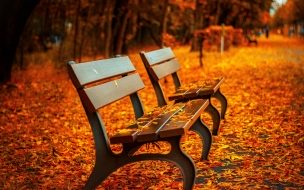 Fondo de pantalla de Autumn park 2560x1440 5k 4k wallpaper trees leaves bench