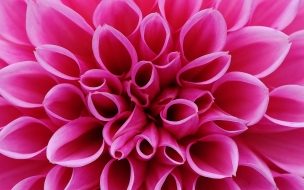 Fondo de pantalla de Flower 2560x1440 pink 4k