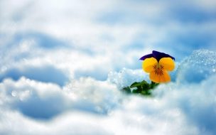 Fondo de pantalla de Flower 2560x1440 snow winter 5k