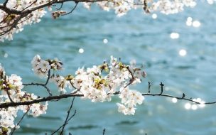 Fondo de pantalla de Flower 2560x1440 tree blue white 4k